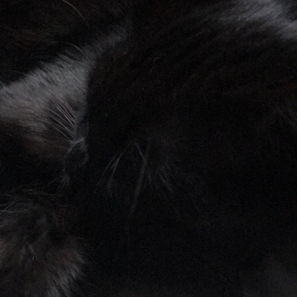 Meet your Posher, Koo